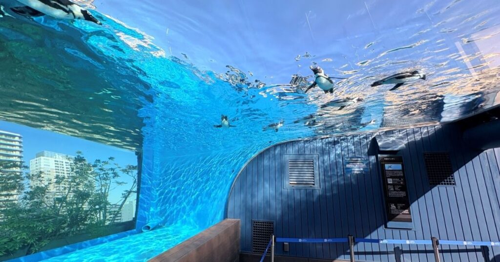 サンシャイン水族館の空飛ぶペンギンの水槽