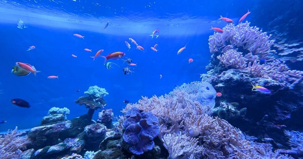 サンシャイン水族館のサンゴ礁の海
