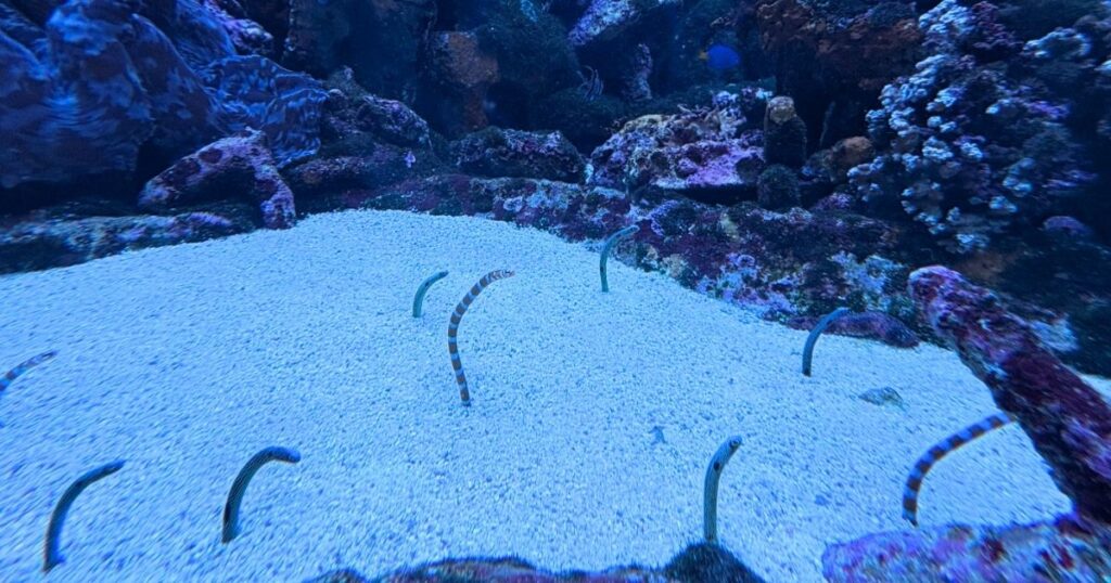 サンシャイン水族館のチンアナゴ