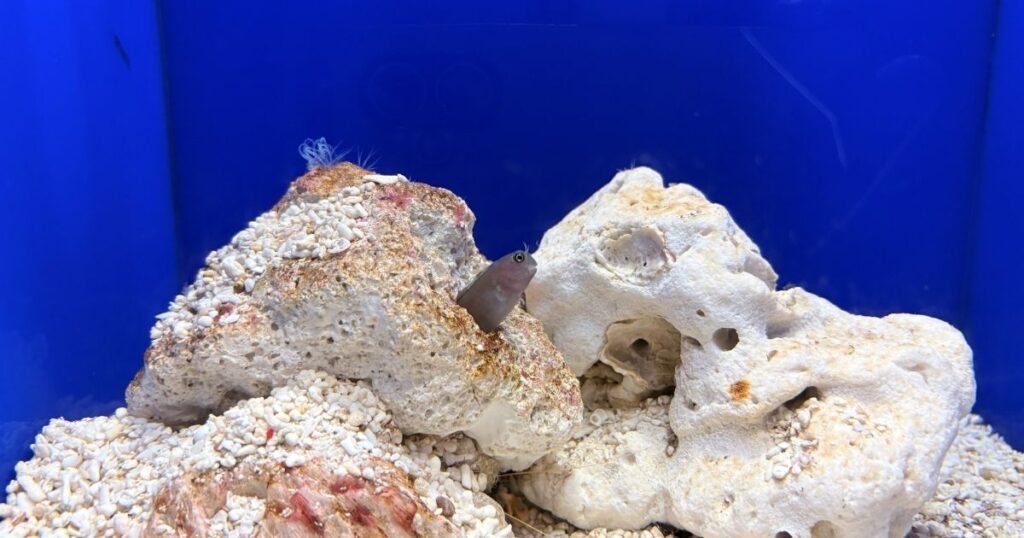 サンシャイン水族館のカエルウオ