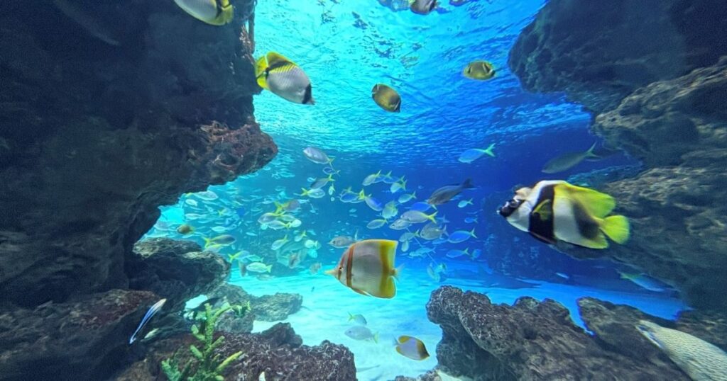 サンシャイン水族館のチョウチョウウオの舞