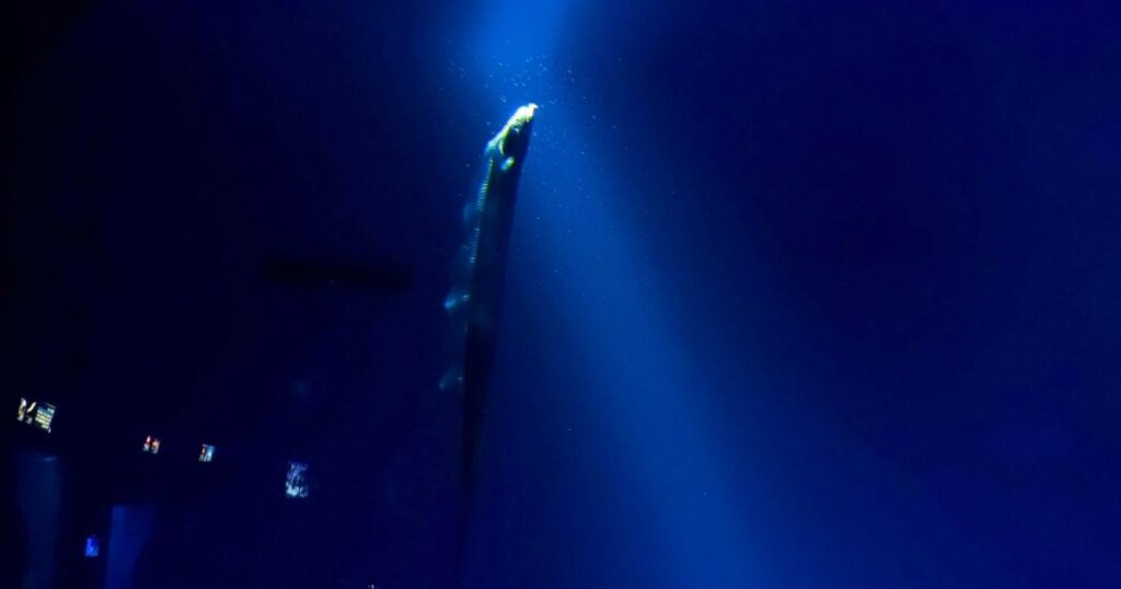 サンシャイン水族館の天を仰ぐ太刀魚
