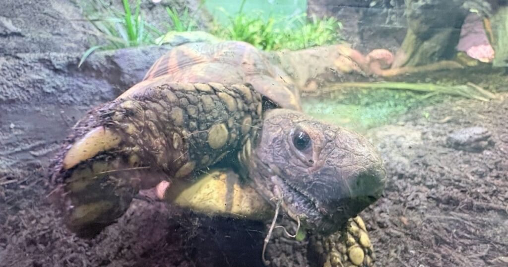 サンシャイン水族館のカメ