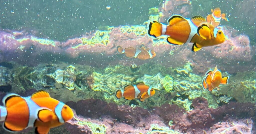 サンシャイン水族館のカクレクマノミ