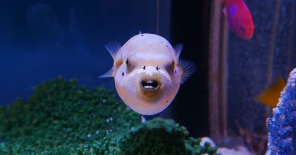 サンシャイン水族館の変な顔の魚